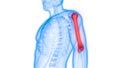 Human Skeleton System Humerus Bones Joints Anatomy