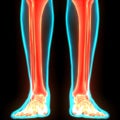 Human Skeleton System Leg Bone Joints Anatomy Royalty Free Stock Photo