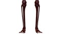 Human Skeleton System Leg Bone Joints Anatomy Royalty Free Stock Photo