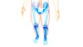 Human Skeleton System Lower Limbs Bone Joints Anatomy