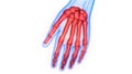 Human Skeleton System Palm Hand Bone Joints Anatomy Royalty Free Stock Photo