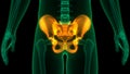 Human Skeleton System Pelvis Bone Joints Anatomy