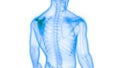 Human Skeleton System Scapula Bone Joints Anatomy
