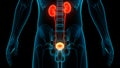 Human Urinary System Kidneys with Badder Anatomy Royalty Free Stock Photo