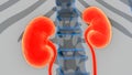 Human Urinary System Kidneys with Badder Anatomy Royalty Free Stock Photo