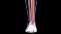 Leg Bone Joints of Human Skeleton System Anatomy X-ray 3D rendering Royalty Free Stock Photo