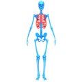 Rib Cage of Human Skeleton System Anatomy 3d rendering