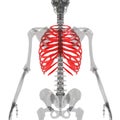 Rib Cage of Human Skeleton System Anatomy 3d rendering