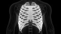 Rib Cage of Human Skeleton System Anatomy X-ray 3D rendering