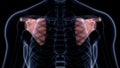 Scapula Bone Joints of Human Skeleton System Anatomy X-ray 3D rendering