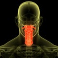 Spinal Cord Vertebral Column Cervical Vertebrae of Human Skeleton System Anatomy Royalty Free Stock Photo