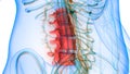 Spinal Cord Vertebral Column Lumbar Vertebrae of Human Skeleton System Anatomy
