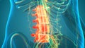 Spinal Cord Vertebral Column Lumbar Vertebrae of Human Skeleton System Anatomy