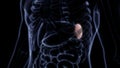 Spleen a Part of Human Internal Organ System Anatomy X-ray 3D rendering Royalty Free Stock Photo