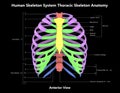 Thoracic Skeleton of Human Skeleton System Anatomy with detailed labels Anterior View