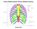 Thoracic Skeleton of Human Skeleton System Anatomy with detailed labels Anterior View