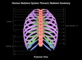 Thoracic Skeleton of Human Skeleton System Anatomy with detailed labels Posterior View