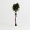 3d illustration of cordyline australis tree isolated on white background Royalty Free Stock Photo