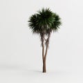 3d illustration of cordyline australis tree isolated on white background Royalty Free Stock Photo