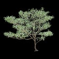 3d illustration of Cornus florida tree isolated on black background