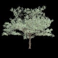 3d illustration of Cornus florida tree isolated on black background