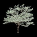 3d illustration of Cornus florida tree isolated on black background