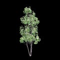 3d illustration of Cornus hongkongensis tree isolated on black background