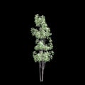 3d illustration of Cornus hongkongensis tree isolated on black background