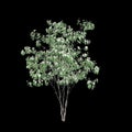 3d illustration of Cornus kousa tree isolated on black background