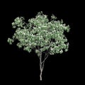 3d illustration of Cornus kousa tree isolated on black background