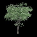 3d illustration of Cornus kousa tree isolated on black background