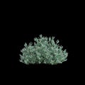 3d illustration of Correa Alba bush isolated on black background