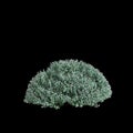 3d illustration of Correa Alba bush isolated on black background