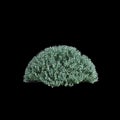 3d illustration of Correa Alba bush isolated on black background