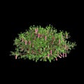 3d illustration of Correa dusky bells bush isolated on black background