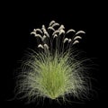 3d illustration of Cortaderia richardii grass isolated on black background