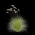 3d illustration of Cortaderia richardii grass isolated on black background