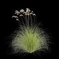 3d illustration of Cortaderia richardii grass isolated on black background Royalty Free Stock Photo