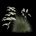 3d illustration of cortaderia selloana grass isolated on black background