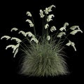 3d illustration of cortaderia selloana grass isolated on black background