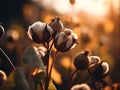 3D illustration of a cotton plant that is ready to be harvested.