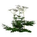 3D Rendering Cow Parsley Plants on White