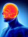 3D illustration of Cranium, medical concept. Royalty Free Stock Photo