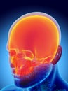 3D illustration of Cranium, medical concept. Royalty Free Stock Photo