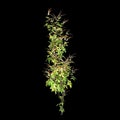 3d illustration of creep plant Ipomoea lobata isolated on black background