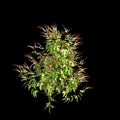 3d illustration of creep plant Ipomoea lobata isolated on black background