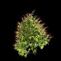 3d illustration of creep plant Ipomoea lobata isolated on black background
