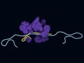 CRISPR-Cas13a