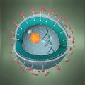 Cross section of a hepatitis pathogen with dna,cell nucleus and receptors