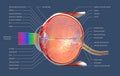 Cross section of the human eye with explanations and inscription Royalty Free Stock Photo